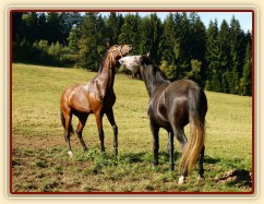 Čtyřletý lipický hřebec Rybíz a roční hanoverský hřebeček Ramon si začínají hrát...