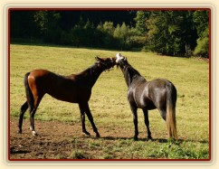 Čtyřletý lipický hřebec Rybíz a roční hanoverský hřebeček Ramon si začínají hrát...