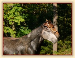 Čtyřletý lipický hřebec Rybíz a roční hanoverský hřebeček Ramon si začínají hrát...