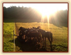 27.9.2011 - Stádo devíti hřebců u vody