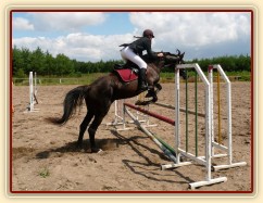 Arwen při opracování před parkurem při závodech všestrannosti