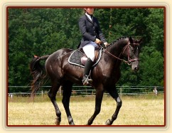 Carthago při opracování před drezurou při závodech všestrannosti