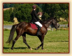 Arwen při opracování před drezurou při závodech všestrannosti stupně ZK, Humpolec 16.7.2011