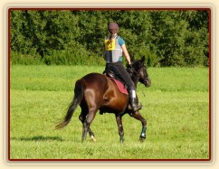 Arwen při opracování před crossem, všestrannost stupně ZK, Humpolec 17.7.2011