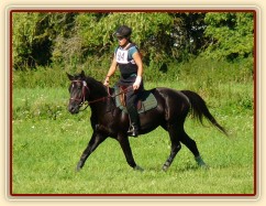 Carthago při opracování před crossem, všestrannost stupně ZL, Humpolec 17.7.2011
