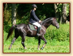 Carthago a opracování před parkurem stupně ZM, Hostouň 23.7.2011