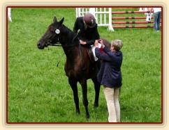 Arwen na dekorování parkuru stupně ZM, 2. místo, Hostouň 23.7.2011