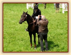 Carthago na dekorování parkuru stupně ZM, 7. místo, Hostouň 23.7.2011