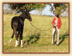 Ustupování podél ohrady, přivolání