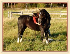 Ohnutí hlavy za pamlskem přes hřbet - příprava na obsedání