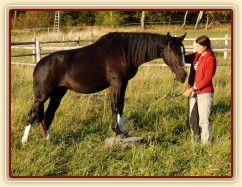 Stoupnutí na špalek - oblíbený cvik všech koní:-)