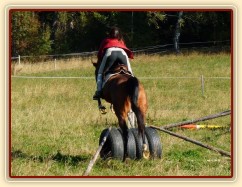 Bára při skokovém tréninku,nácvik úzkých skoků pro military, začátek října 2011