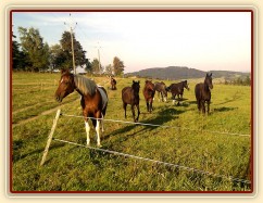 1.10.2011 - Stádo klisen, koně jsou zvědaví, jestli jim neneseme něco na zub:-)