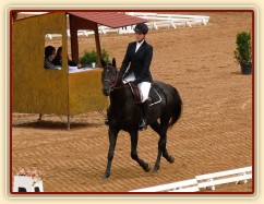 Carthago před drezurní úlohou, všestrannost Pardubice 6.8.