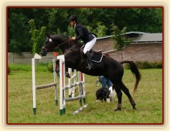 Carthago při opracování před parkurem, všestrannost Pardubice 6.8.