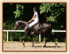 Carthago při opracování před parkurem, Klatovy 20.8.