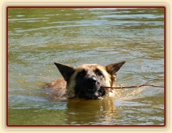 Rybník si užila i naše Samantha:-) , Crossový trénink v Borové 29.8.