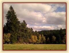 22.10.2011 - Podzim už je v plném proudu, stádo hřebců