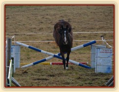Tříletá klisna Highland, Irský sportovní kůň