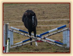 Dvouletá klisna Kroona, Irský sportovní kůň