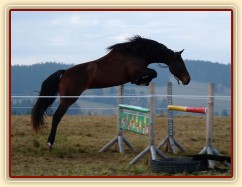 Tříletá klisna Highland, Irský sportovní kůň, vždy skáče s rezervou a s perfektním stylem