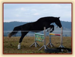 Dvouletá klisna Kroona, Irský sportovní kůň, poprvé skáče metrové skoky