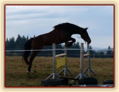 Tříletá klisna Highland, Irský sportovní kůň, vždy skáče s rezervou a s perfektním stylem