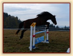 Tříletá klisna Highland, Irský sportovní kůň
