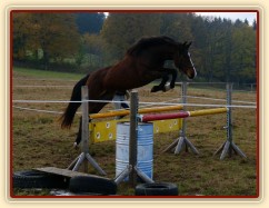 Tříletá klisna Highland, Irský sportovní kůň, vždy skáče s rezervou a s perfektním stylem