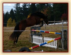Tříletá klisna Highland, Irský sportovní kůň, vždy skáče s rezervou a s perfektním stylem