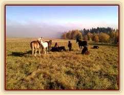 13.11.2011 - Hřebci odpočívají na pastvině, v pozadí mlha stoupající z údolí