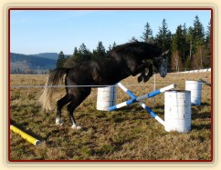 Šestiletý valach Jared, slovenský teplokrevník