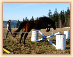 Tříletá klisna Highland, Irský sportovní kůň