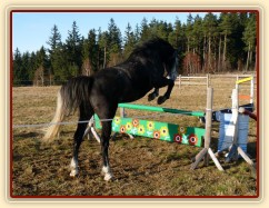 Šestiletý valach Jared, slovenský teplokrevník