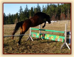Tříletá klisna Highland, Irský sportovní kůň