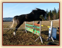 Šestiletý valach Jared, slovenský teplokrevník