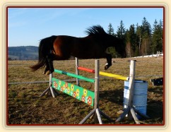 Tříletá klisna Highland, Irský sportovní kůň