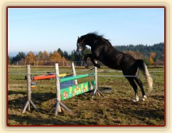 Šestiletý valach Jared, slovenský teplokrevník