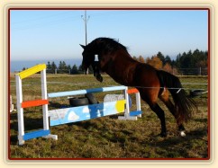 Tříletá klisna Highland, Irský sportovní kůň