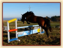 Tříletá klisna Highland, Irský sportovní kůň