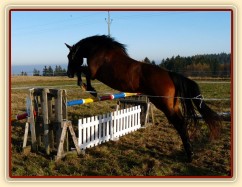 Tříletá klisna Highland, Irský sportovní kůň