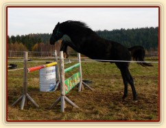 Čtyřletý hřebec Carthago, trakén