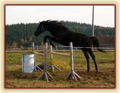 Čtyřletý hřebec Carthago, trakén