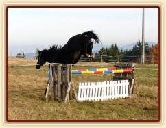 Čtyřletý hřebec Carthago, trakén, zadní nohy krčí opravdu pořádně:-)