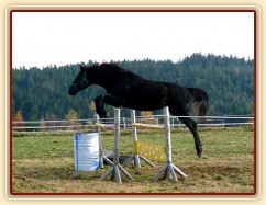 Čtyřletý hřebec Carthago, trakén, pěkný styl nad oxerem 110cm vysokým