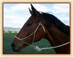 Cesta domů ze závodů