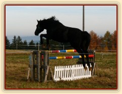 Čtyřletý hřebec Carthago, trakén, s rezervou přeskakuje skok 120cm vysoký