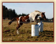 Osmiletá klisna Vikina