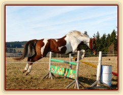 Osmiletá klisna Vikina