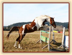 Osmiletá klisna Vikina, také velice stylová skokanka